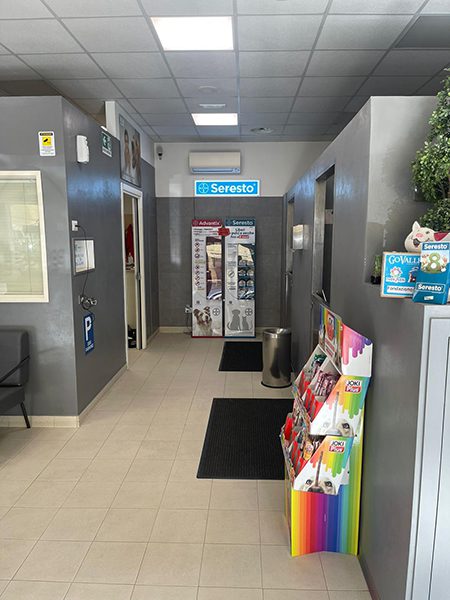 happy dog interno
